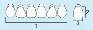 ハードピュア Ａ　（前歯 Ｎ形態） 